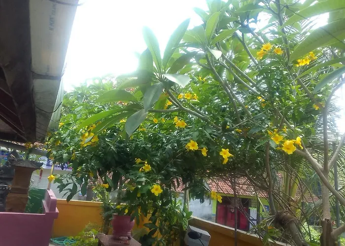 Séjour chez l'habitant Alola